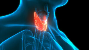 Cómo influye la tiroides en el metabolismo